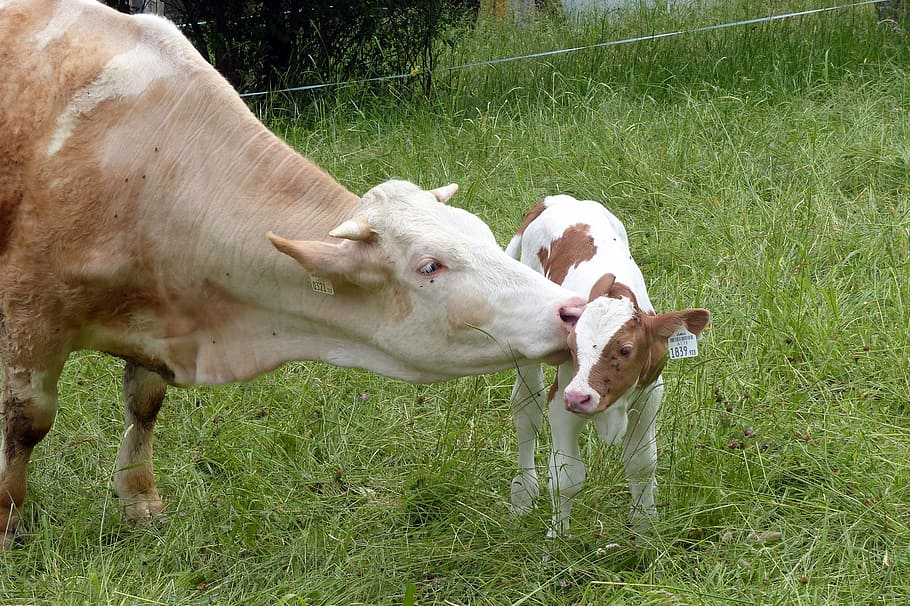 cow kissing calf, calf, cow, beef, simmental cattle, agriculture, livestock, cattle, suckler, young animal