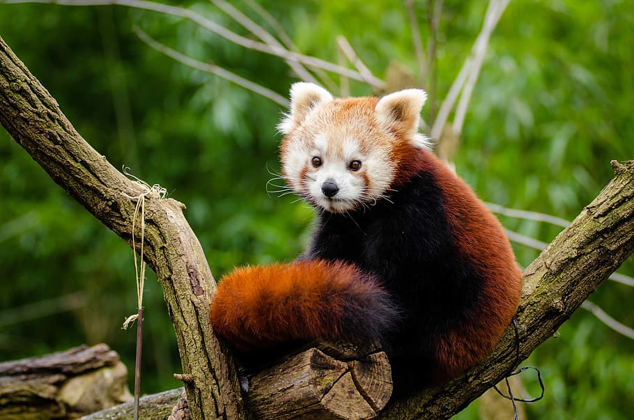 black, white, animal, black and white, red panda, little panda, cute, curious, mammal, in voice of endangered