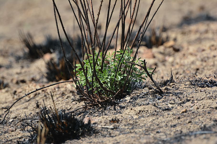 Wild, Fire, Wildfire, Sprouting, Plant, wild, fire, new growth, oxygen, enviroment, outdoors