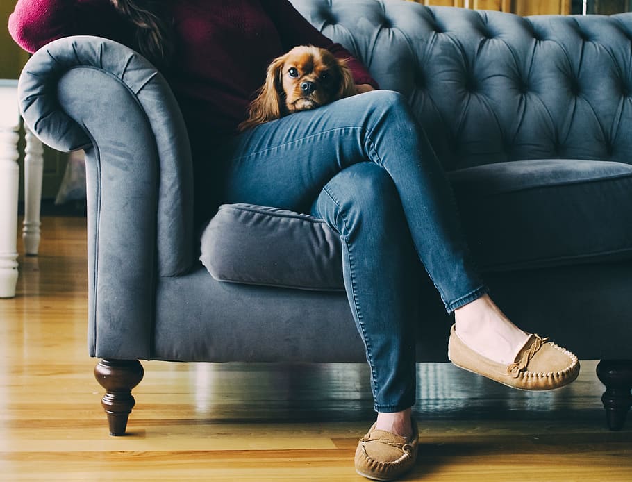 couch, feet, shoes, wooden, floor, dog, puppy, brown, sofa, jeans