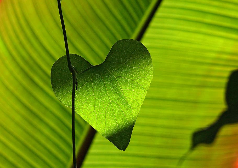 green leaf, green, leaf, heart, shadow play, leaf veins, nature, green Color, plant, close-up