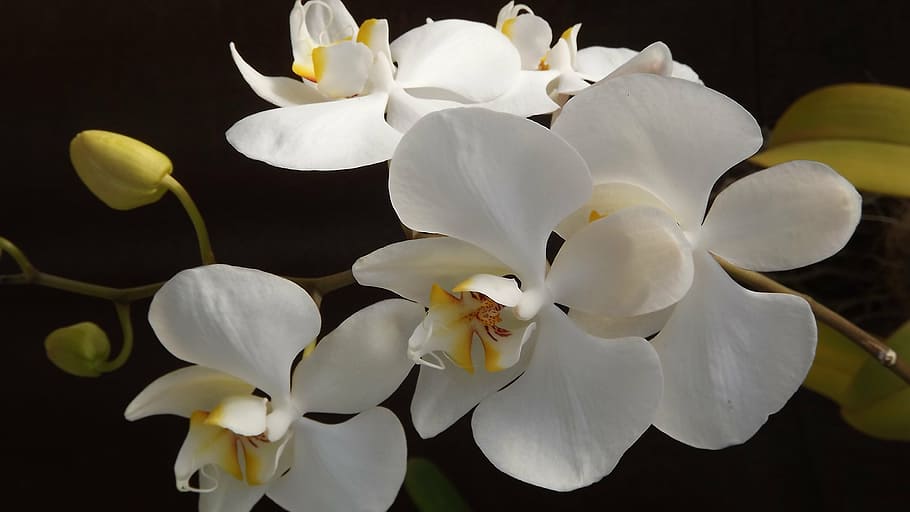 白, 蛾の蘭, クローズアップ, 写真, orquidea, 花, 愛, 繊細さ, カラフルです, 開花植物