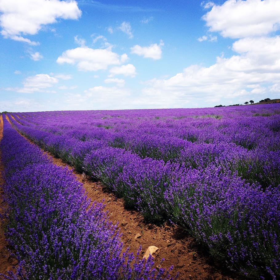 lavender meadow, Lavender, Field, Flowers, Bloom, purple, lavender colored, agriculture, cloud - sky, beauty in nature