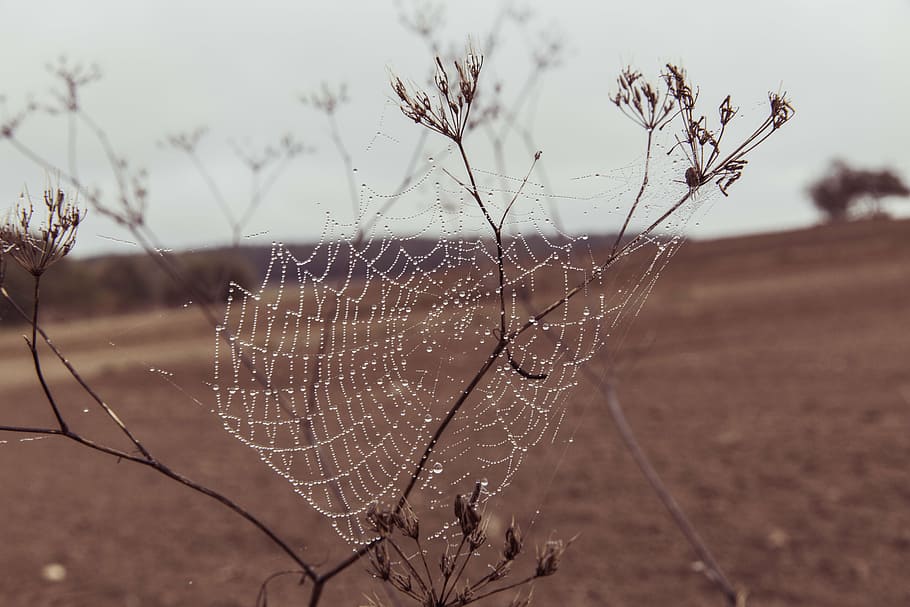 spiderweb, menanam, di luar ruangan, labah-labah, web, rumput, basah, outdoor, alam, bidang