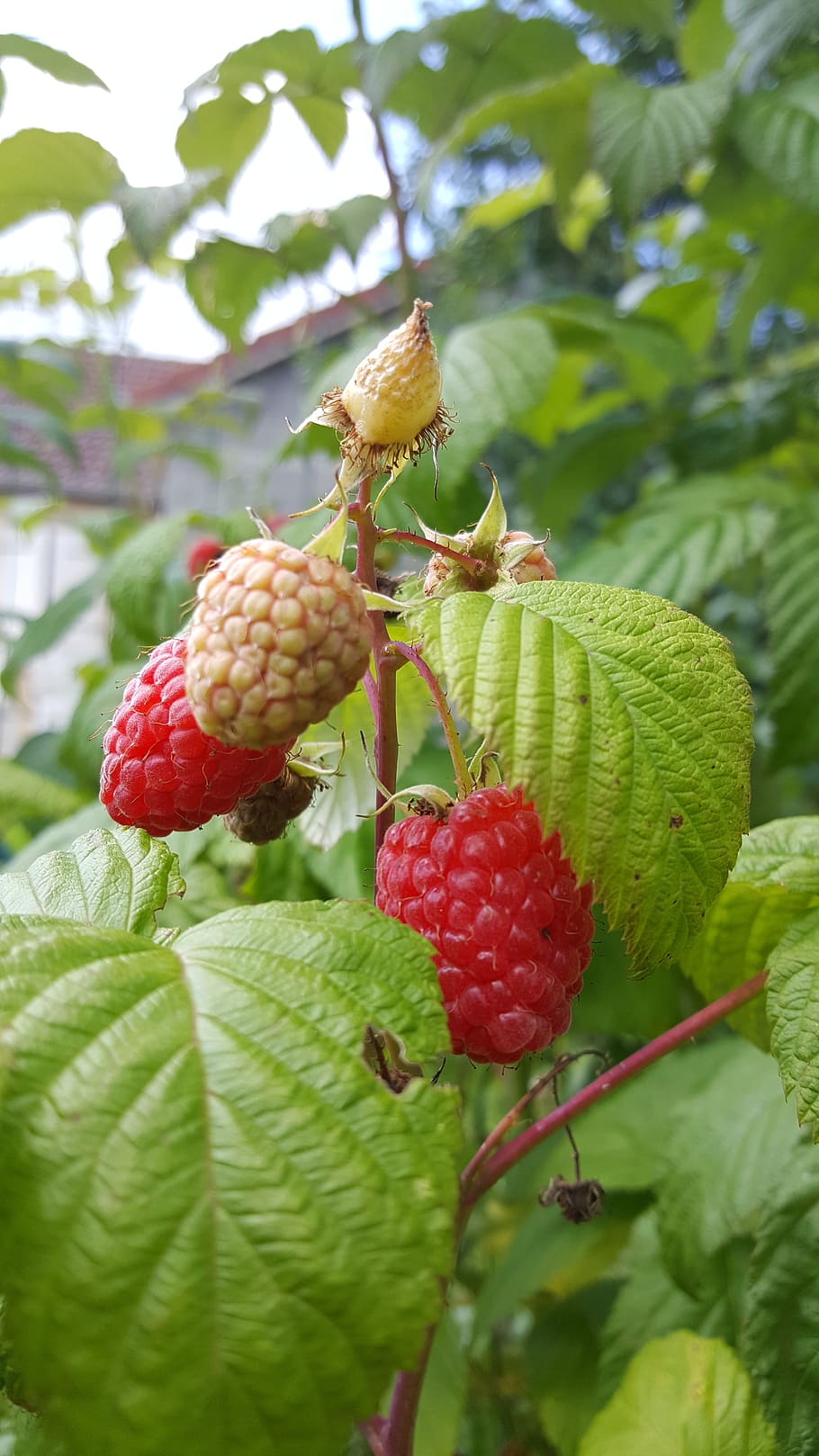 fruit, food, leaf, in good health, nature, bay, health, raspberry, plant part, healthy eating
