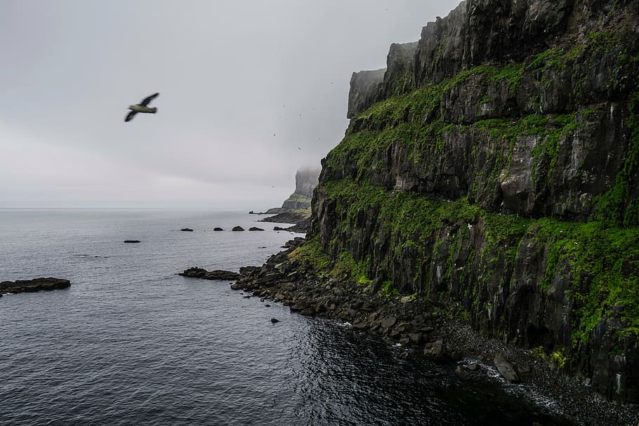 black, bird, air, seagull, flying, near, cliff, daytime, mountain, hill