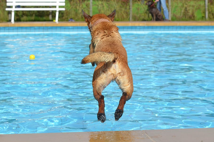long-coated, tan, dog jump, pool, dog, outdoor pool, dog in the water, dog in the pool, summer, malinois