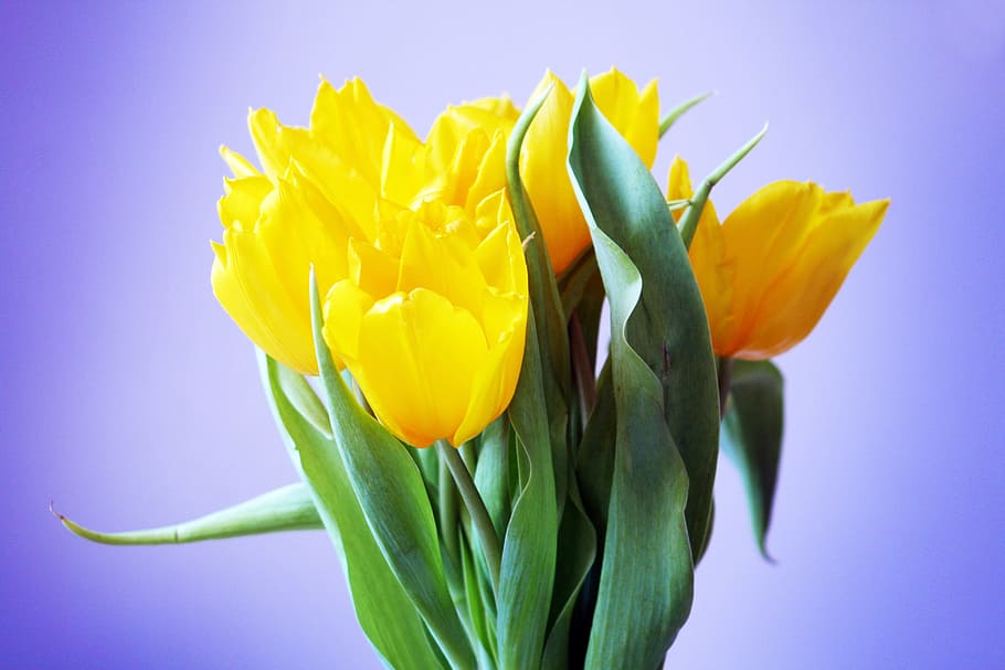 yellow flowers illustration, bouquet, tulip, flower, green leaf, plant, flowers, spring flower, yellow tulip, nature