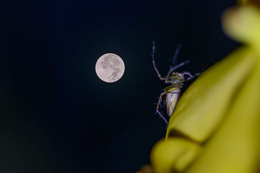 moon, art, spyder, orchid, night, full moon, close-up, nature, beauty in nature, plant