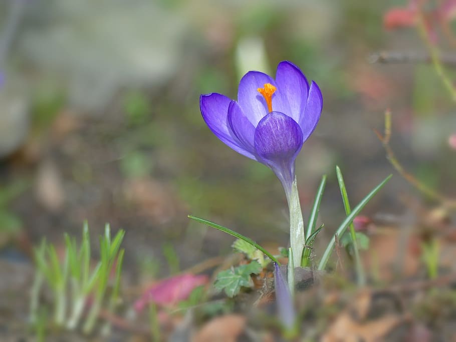 selective, focus photo, purple, crocus flower, Crocus, Spring, Flower, flowers, spring flower, harbinger of spring