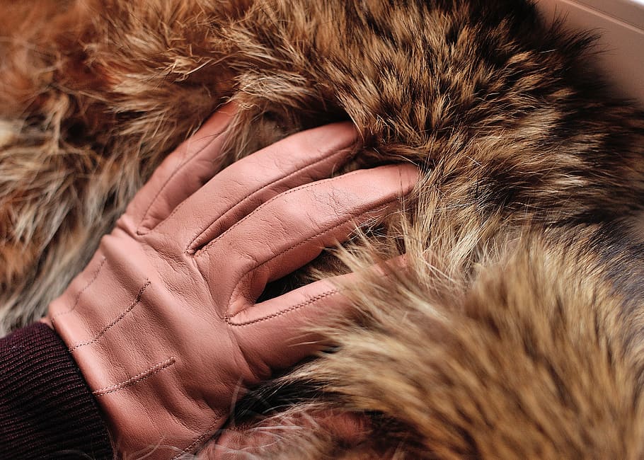 tan gloves, gloves, leather gloves, furs, fur, furry, animals, predator, in winter, women