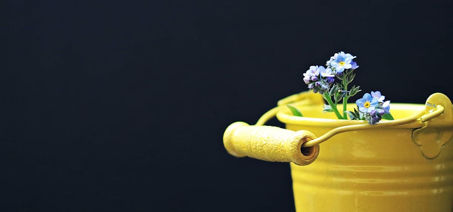 blue, white, flowers, yellow, steel, bucket, forget me not, flower, yellow bucket, greeting card