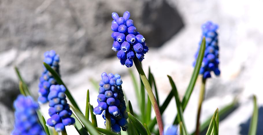 muscari, blue, spring flower, early bloomer, garden, spring, blue flower, flowering plant, flower, plant