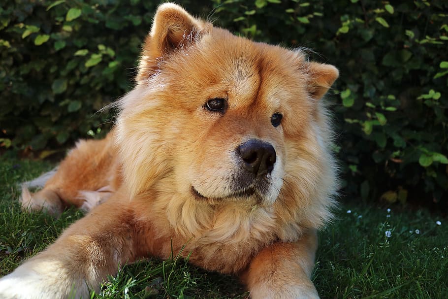 chow chow, dog, pet, cute, chow-chow, chow, adorable, outdoor, furry, one animal