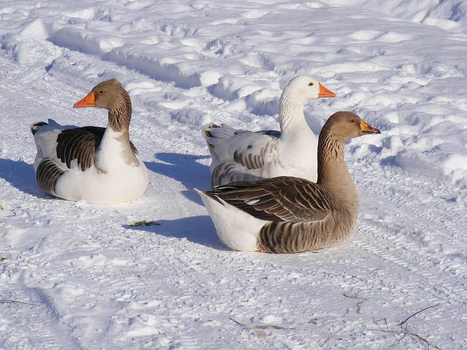 cold, country, geese, goose, road, snow, white, birds, winter, group of animals