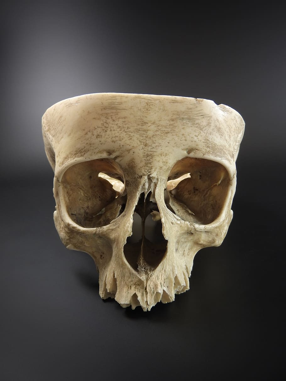 crânio, crânio humano, exposição, sobre um fundo preto, a órbita, anatomia, um, biologia, osso, esqueleto humano