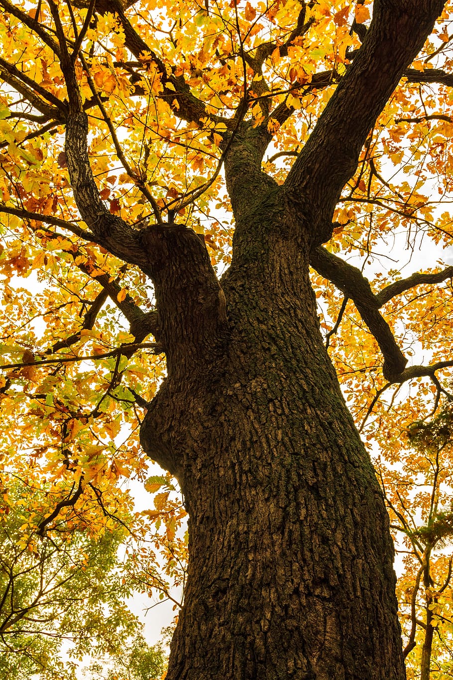 そして木, 秋, 紅葉, 葉, 黄色, これらすべての年, 記憶, sf, 韓国, 散歩