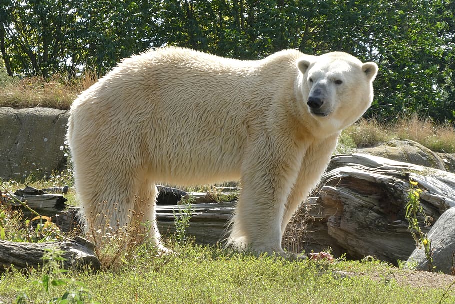 polar bear, zoo, predator, rotterdam, blijdorp, animal, animal world,  mammal, white, fur | Pxfuel