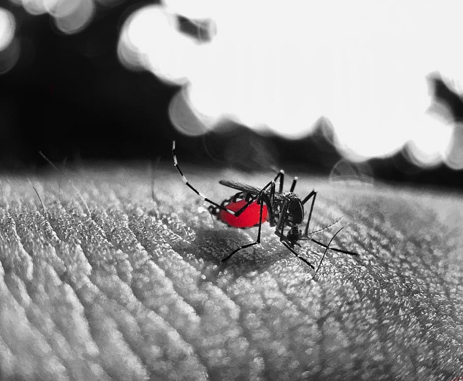 busy, animals, blood, bite, sting, sucking, skin, black and white, red, dengue fever