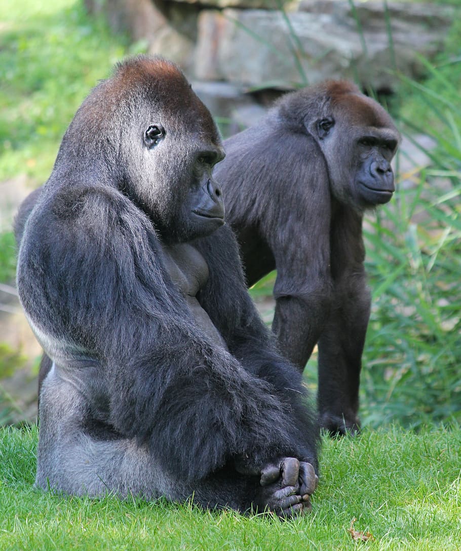 gorillas, couple, primates, mammals, animals, male, female, zoo, rest, mammal