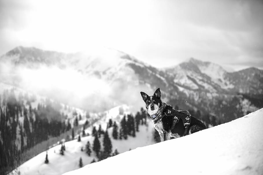 grayscale photo, dog, snow, tree, mountain, highland, cloud, sky, summit, ridge