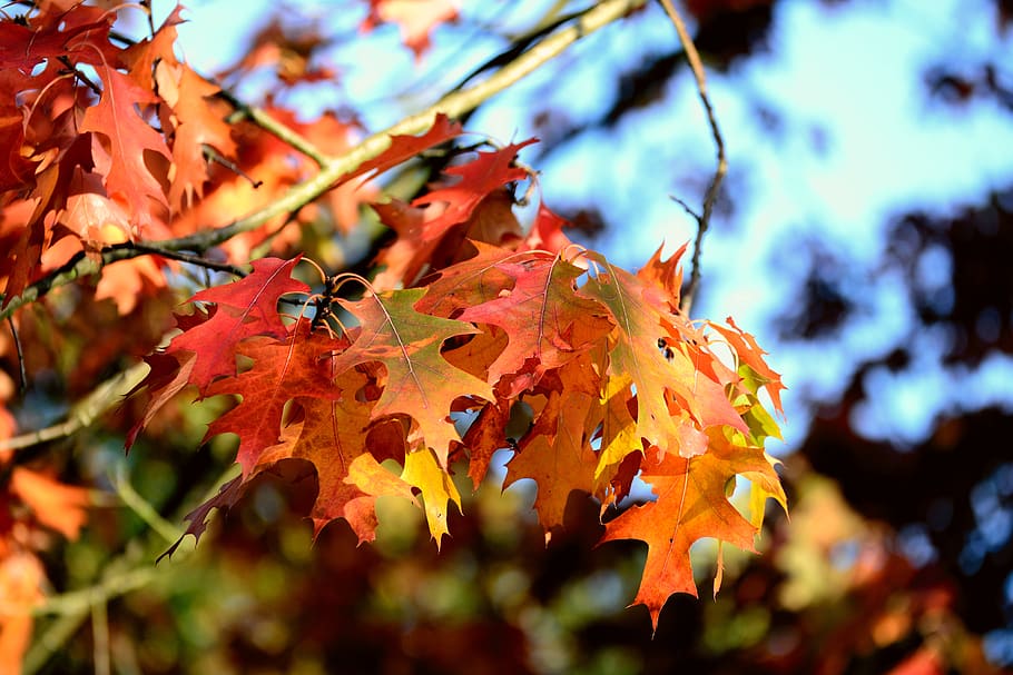 fall foliage, oak, oak leaves, leaves, autumn, autumn colours, fall color, fall leaves, october, emerge