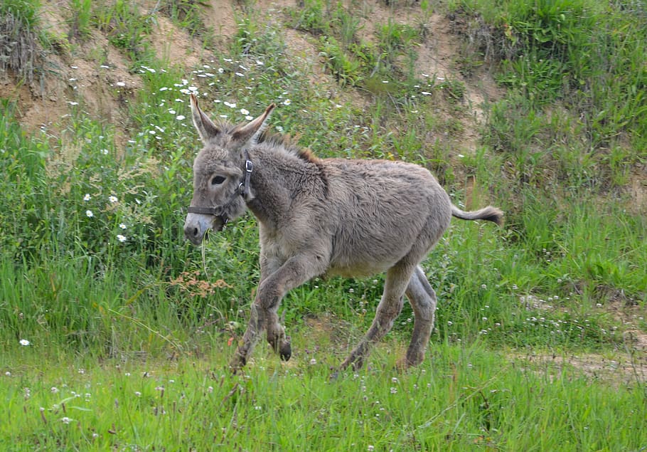 burro, potro, corre, burro corre, naturaleza, largo, orejas, burro gris, verde, joven culo