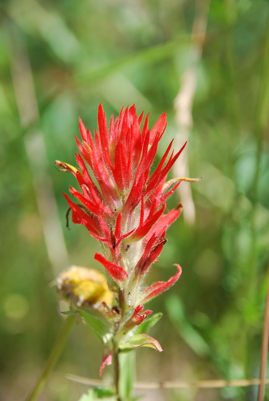 canada, nature, plant, flower, red, indian paintbrush, green, flowering plant, close-up, beauty in nature