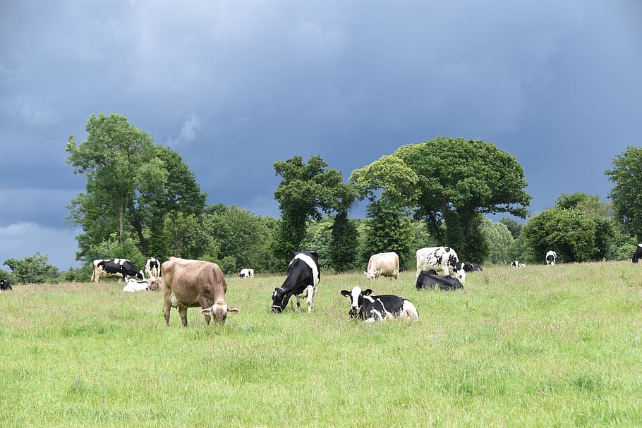 paisagem, pré vacas, gado, campo, pastagens, agricultura, natureza, grama, ruminantes, vacas leiteiras