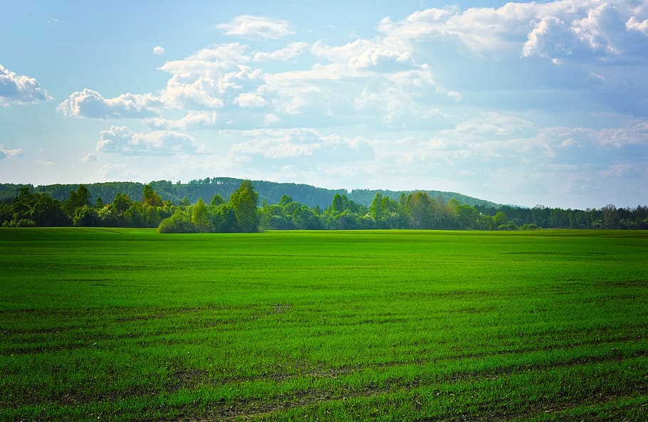 fields, green, agriculture, crops, grass, nature, landscape, trees, forest, open space