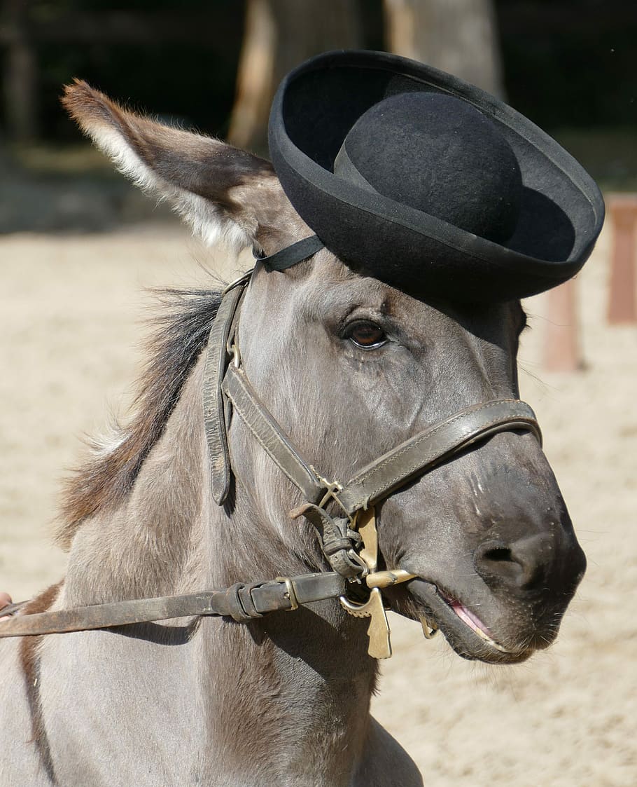 Puszta, Hungary, Tourism, Horses, agriculture, farm, donkey, ears, head, hat