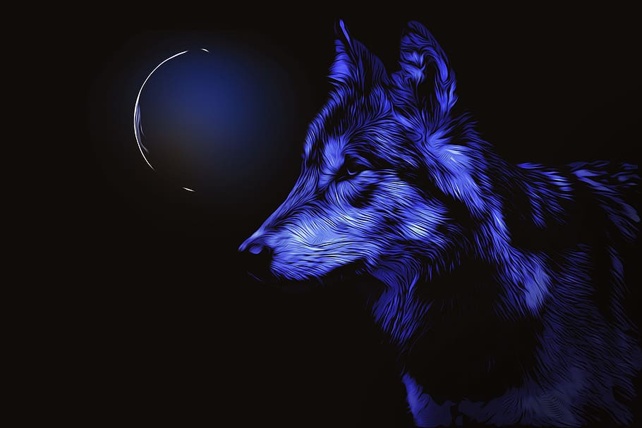 serigala, bulan, malam, biru, menyusun, cahaya bulan, kegelapan, bulan purnama, satu binatang, hewan