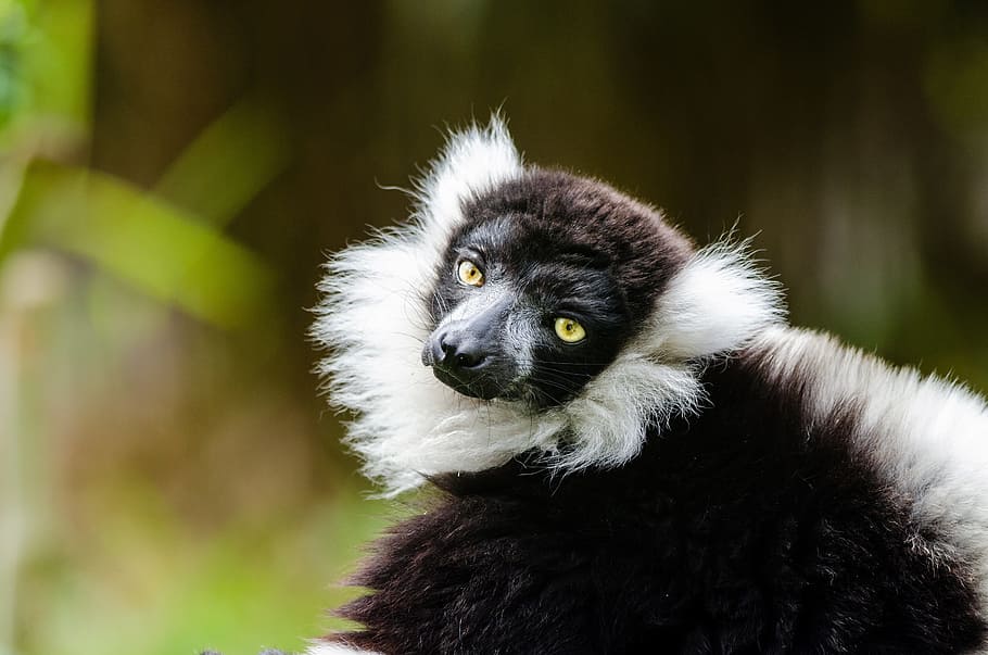 black and white ruffed lemur, wildlife, madagascar, nature, portrait, perched, looking, exotic, rainforest, primate