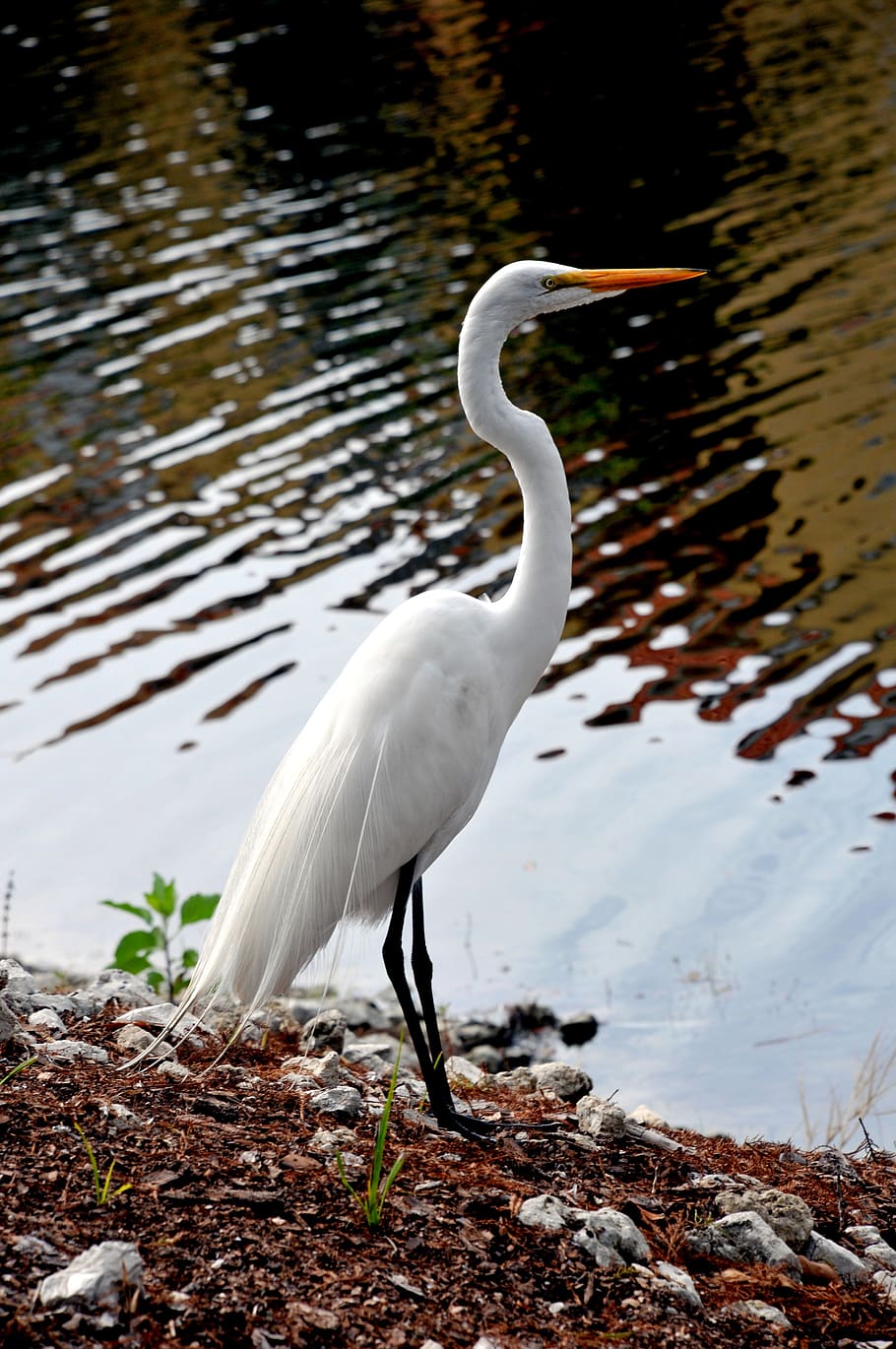 burung putih yang indah, Audubon Society, florida everglades, burung, everglades, margasatwa, liar, putih, kuntul, hewan