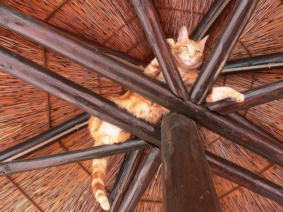 brown, tabby, cat, laying, top, woven, parasol, rafters, play, relax