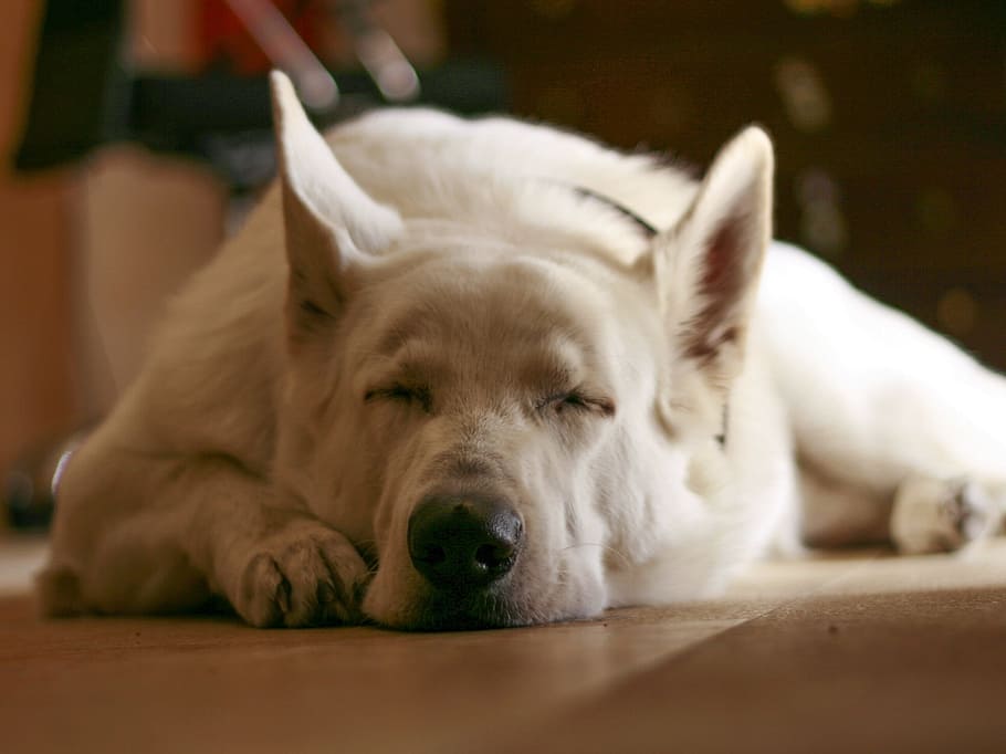 lantai, Tidur, Anjing, Putih, Serigala, Kesayangan, Lucu, bersantai, anak anjing, istirahat