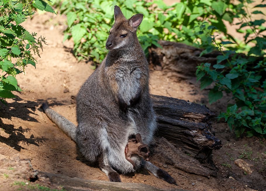 red necked wallaby, wallaby, wallaby and child, baby wallaby, marsupial, kangaroo, australia, animal, mammal, wild