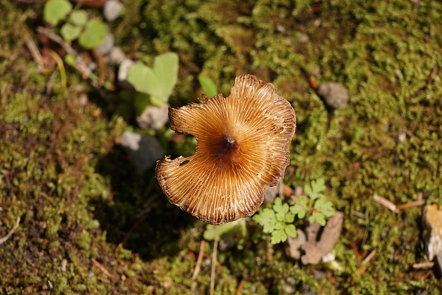 mushroom, bird's eye view, forest, forest floor, moss, leaves, eaten on, autumn, october, top view