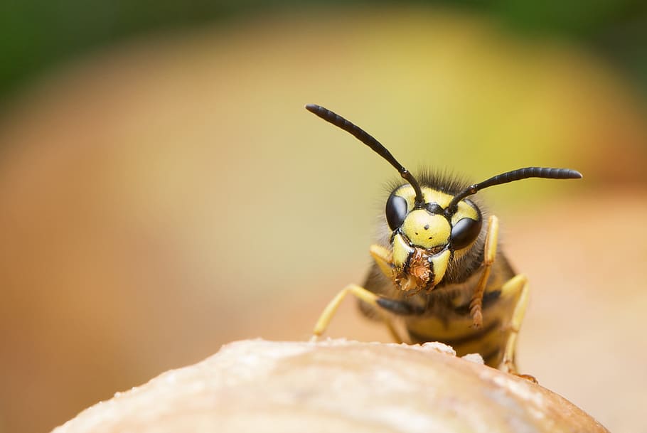 close-up photography, yellow, jacket wasp, wasp, german wasp, vespula germanica, female, worker, yellowjacket, grey paper nest
