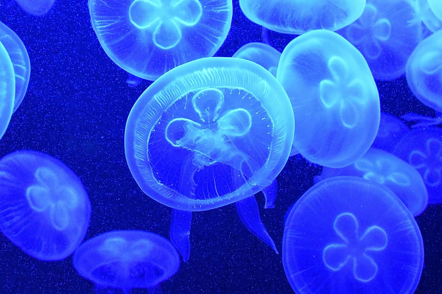 biru, ubur-ubur, air laut, ubur-ubur biru, alam, hewan, samudera, laut, bawah air, margasatwa