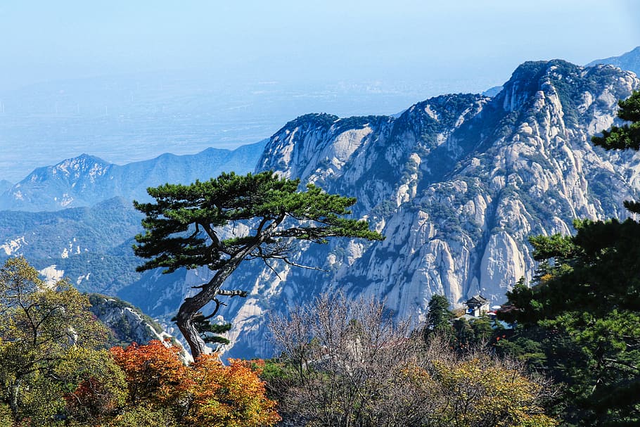 china, shaanxi province, pinus armandii, mountain, tourism, natural, tree, plant, scenics - nature, beauty in nature