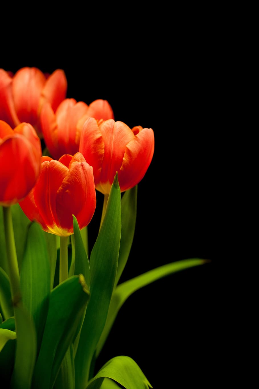 orange, tulip flowers, tulips, tulip bouquet, flowers, bouquet, reddish, red, spring flower, plant