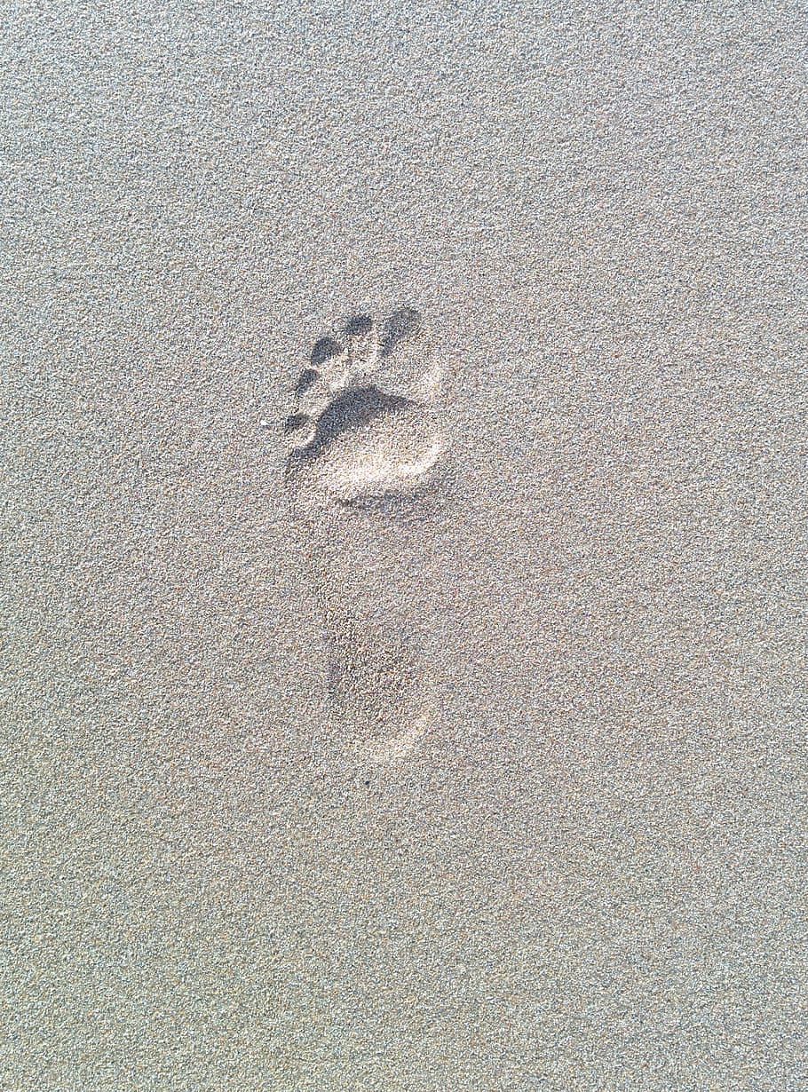 Footprint, Foot, Sand, Beach, sand, beach, paw print, animal track, high angle view, land, day