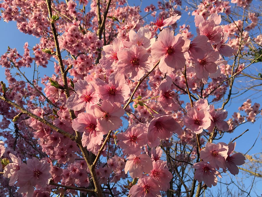 luz do sol sakura, flores de cerejeira, primavera, flores da primavera, primavera no Japão, cereja fria escarlate, rosa, flor, planta com flor, fragilidade