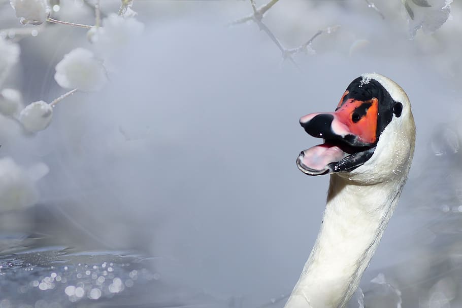 merry swan, lake, winter, snow, the fog, bird, beak, plumage, portrait, charming