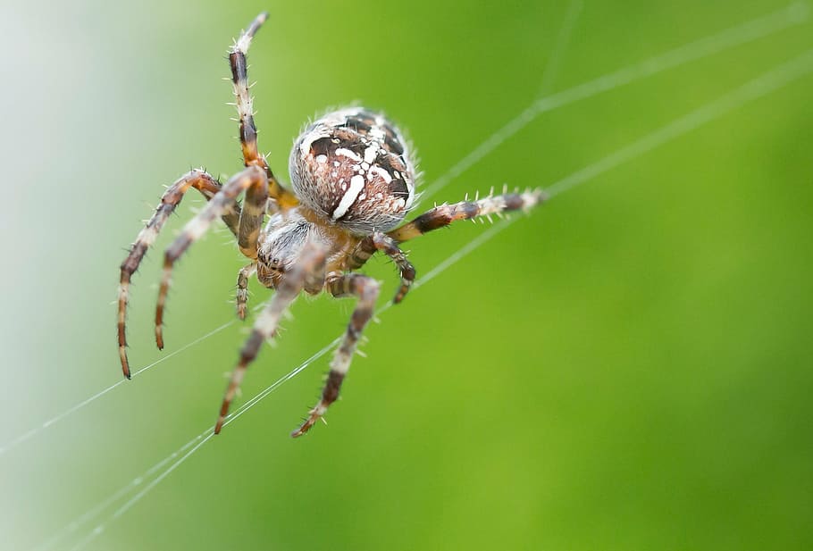 spider, insect, close, small spider, cobweb, macro, nature, animal, garden spider, arachnid