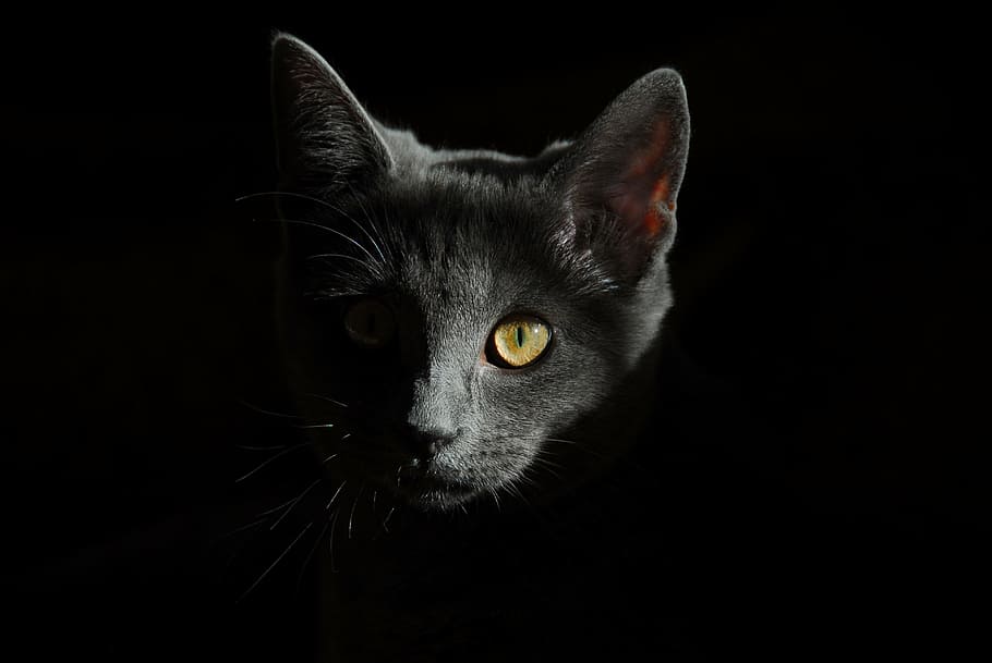 fotografi potret, hitam, mobil, redup, cahaya, kucing, hewan, potret kucing, wajah kucing, kucing pus