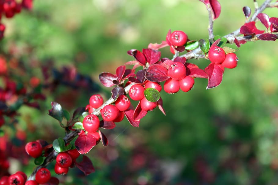 cotoneaster, bush, red fruits, beads, ornamental plants, hedge, ornamental shrubs, fruit, food and drink, food