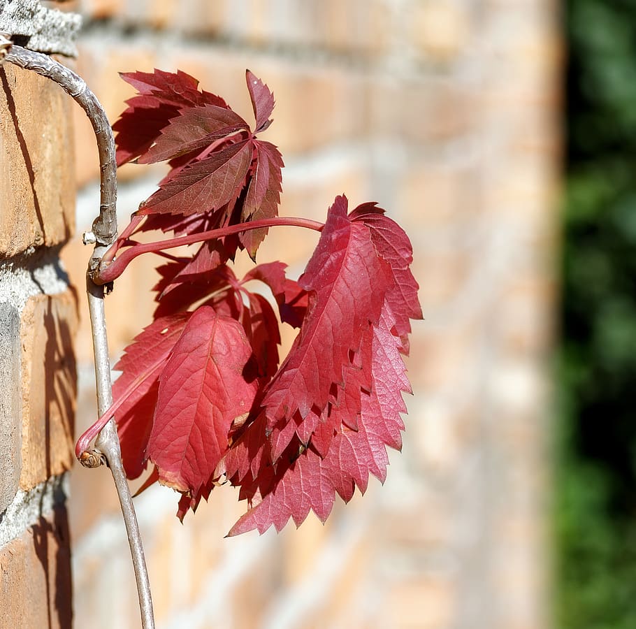 leaves, red, plant, clip, wall, brick, almost, twig, nature, autumn