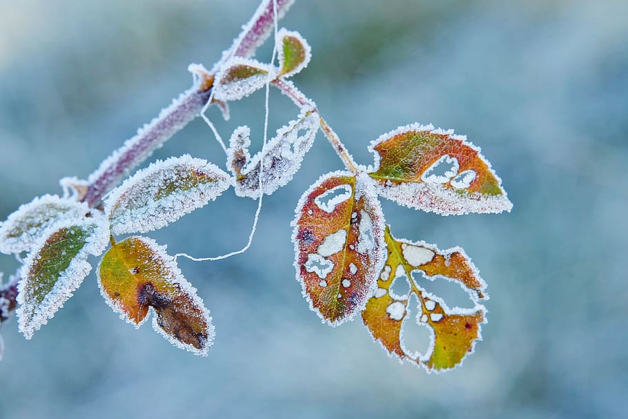 Hoarfrost Frost Leaf Autumn Wintry Crystals Branch Cold Trees Frozen Pxfuel